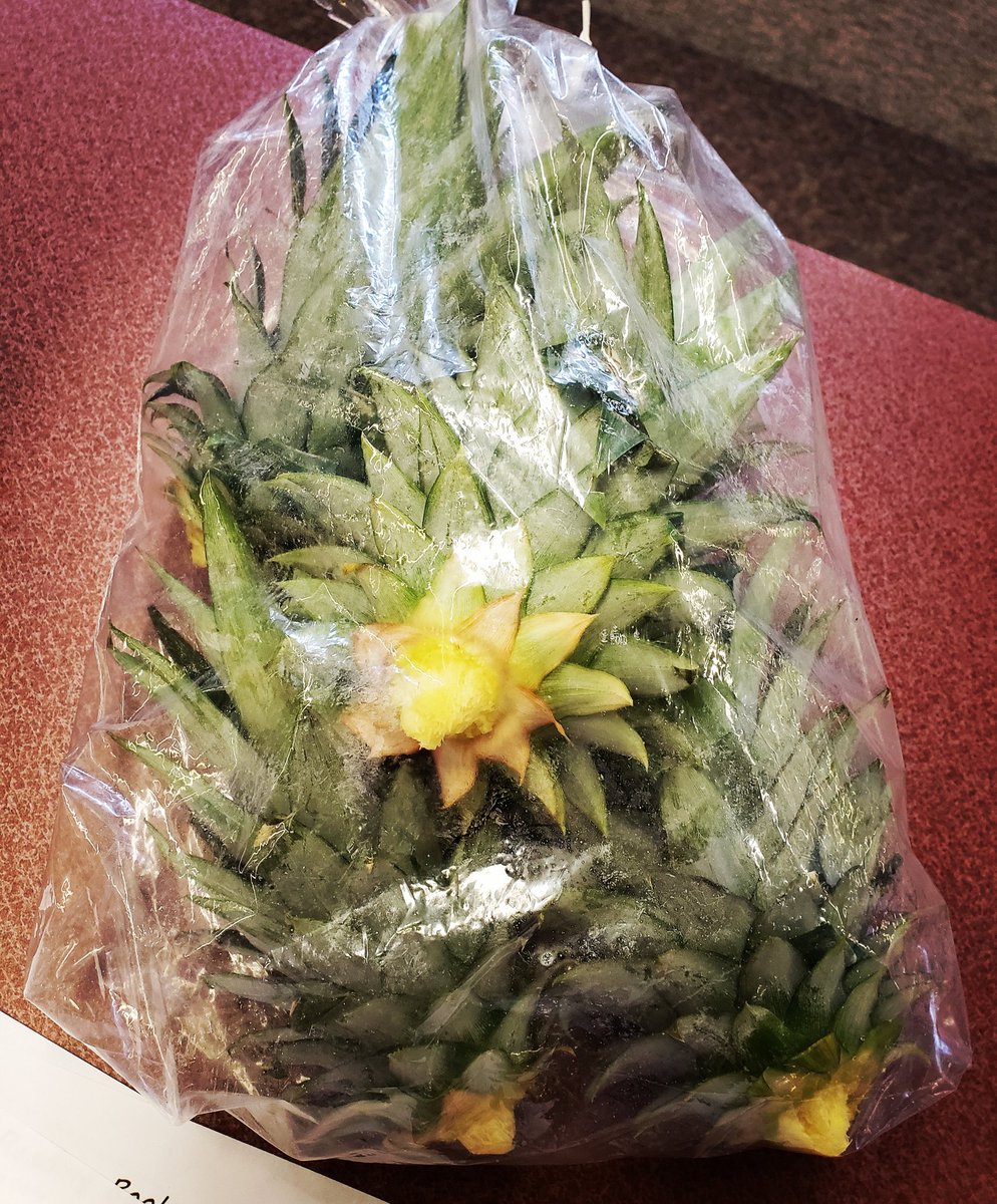 wordsofmento's tweet photo. Our cafeteria manager gave me pineapple tops. We are growing more pineapple plants in my library! Stay tuned in a few months!
#librarypineapple https://t.co/ZKdFtbNJCr