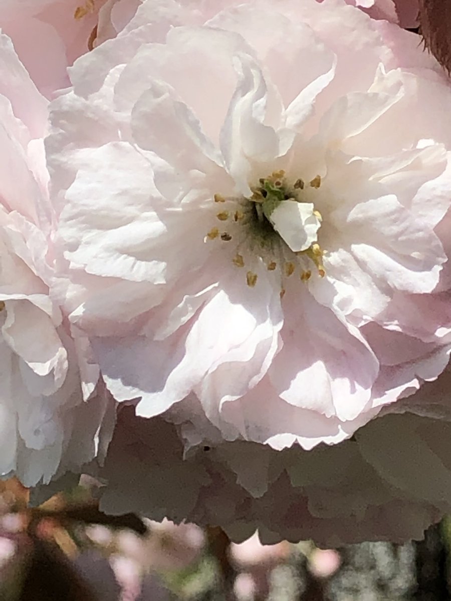 kmac_50's tweet image. Thanks @UHillElementary for hosting @RosePointSchool in your neck of the woods. We had an awesome time exploring with your wonderful student leaders! @WildAboutVan #GetOutdoors