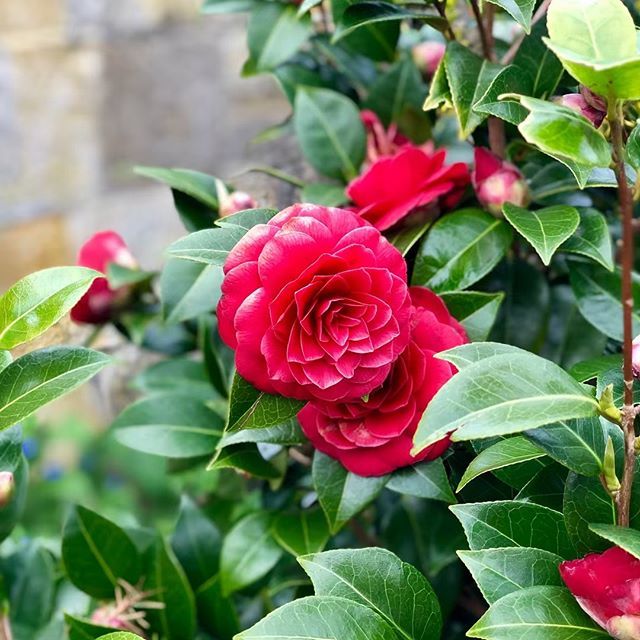michalkotoc's tweet photo. #flowers #england #garden #spring #gardening #kvety #kvet #zahrada #anglicko #jar #sussex #eastgrinstead #uk #portrait #shotonophone #shotoniphonex #trip #vylet #zahrady #gardens #sainthill #sainthillmanor #insta_svk #slovak #beautiful #krasa #nofilter #… https://t.co/r0ymc2Zjm3 https://t.co/qnLr5wBxD7
