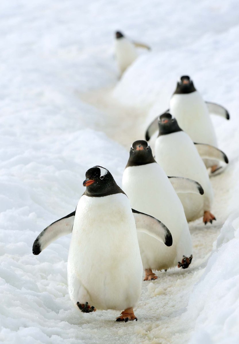 動物くるりん 世界ペンギンの日 ほぼ南半球のみで生息する鳥類 日本で最も多く飼育されているフンボルトペンギン は絶滅危惧種として世界ては心配されていますが 日本では とても増え過ぎ問題 があり 卵の9割は孵化させないように抑えています 地球に