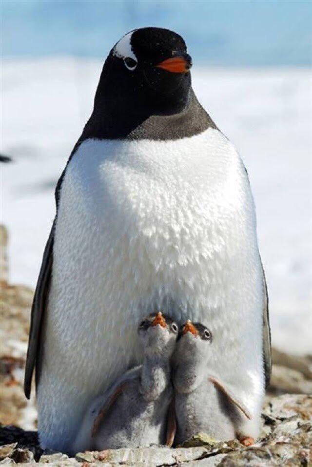 動物くるりん 世界ペンギンの日 ほぼ南半球のみで生息する鳥類 日本で最も多く飼育されているフンボルトペンギン は絶滅危惧種として世界ては心配されていますが 日本では とても増え過ぎ問題 があり 卵の9割は孵化させないように抑えています 地球に