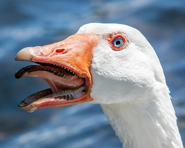 この鳥の口の中がまるでモンスター