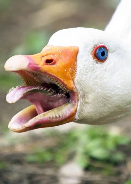 この鳥の口の中がまるでモンスター