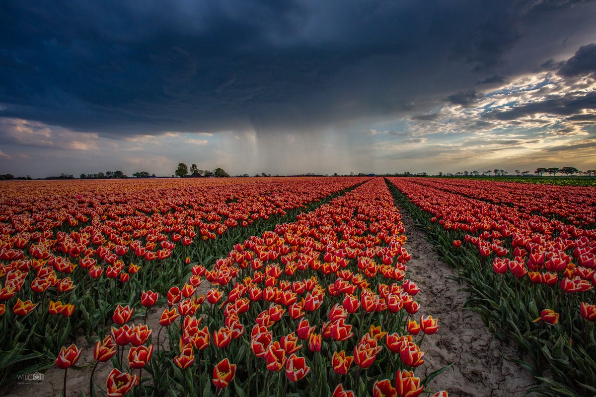 Wilco vdl fotografie tweet media