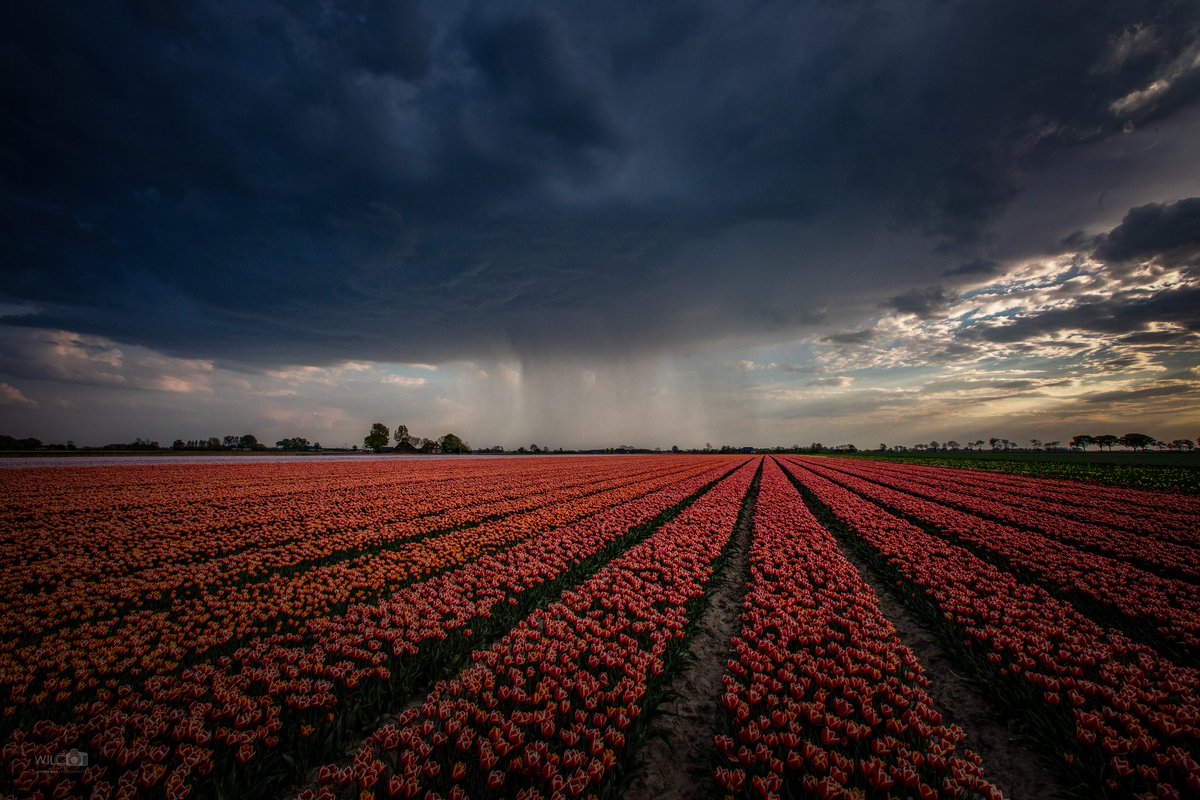 Wilco vdl fotografie tweet media