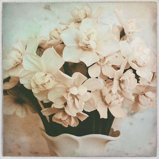 nwframeofmind's tweet photo. One nice thing about holiday flowers is how they extend the pretty moments of celebration. Photo a day 114/365
.
.
#photoadaychallenge #photoaday2019 #hipstamatic #eriegl #robustafilm #purpleraindropsgel #edmondswa #edmonds #pnwlife #easterflowers #daffo… https://t.co/RqiOuw8L7A https://t.co/9bBKMAp37i