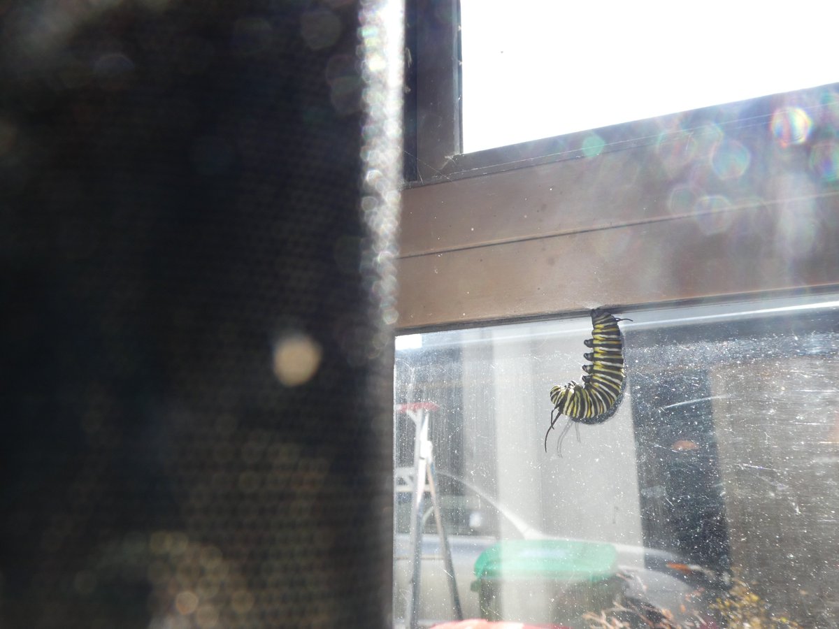 CardioKiwi's tweet photo. As it gets colder I have had a few caterpillars inside at times. They sometimes go wandering when they are ready to hang up. This one got away from me and now I have a guest on the window frame. ๐คฃ #GrowingMonarchs https://t.co/UQaWCI61RG