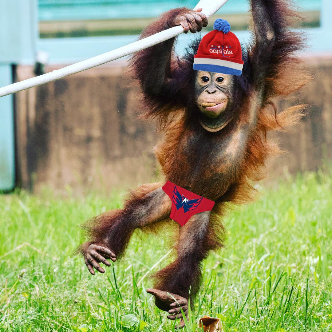 OrangutanRedd's tweet photo. Go Caps! #hokkey https://t.co/czTeCPwMRc