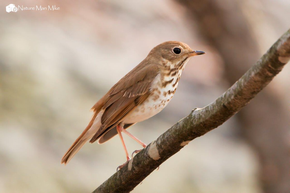 #HermitThrush at Franklin Park. These #birds remind me of Robins the way they move, act and look. At 1st glance, I actually thought it was a small Robin. 😄🤭
#birdphotography #birdlife #birding #birdlovers #naturelovers #birdwatching #birdsofinstagram #planetbirds #wildlife