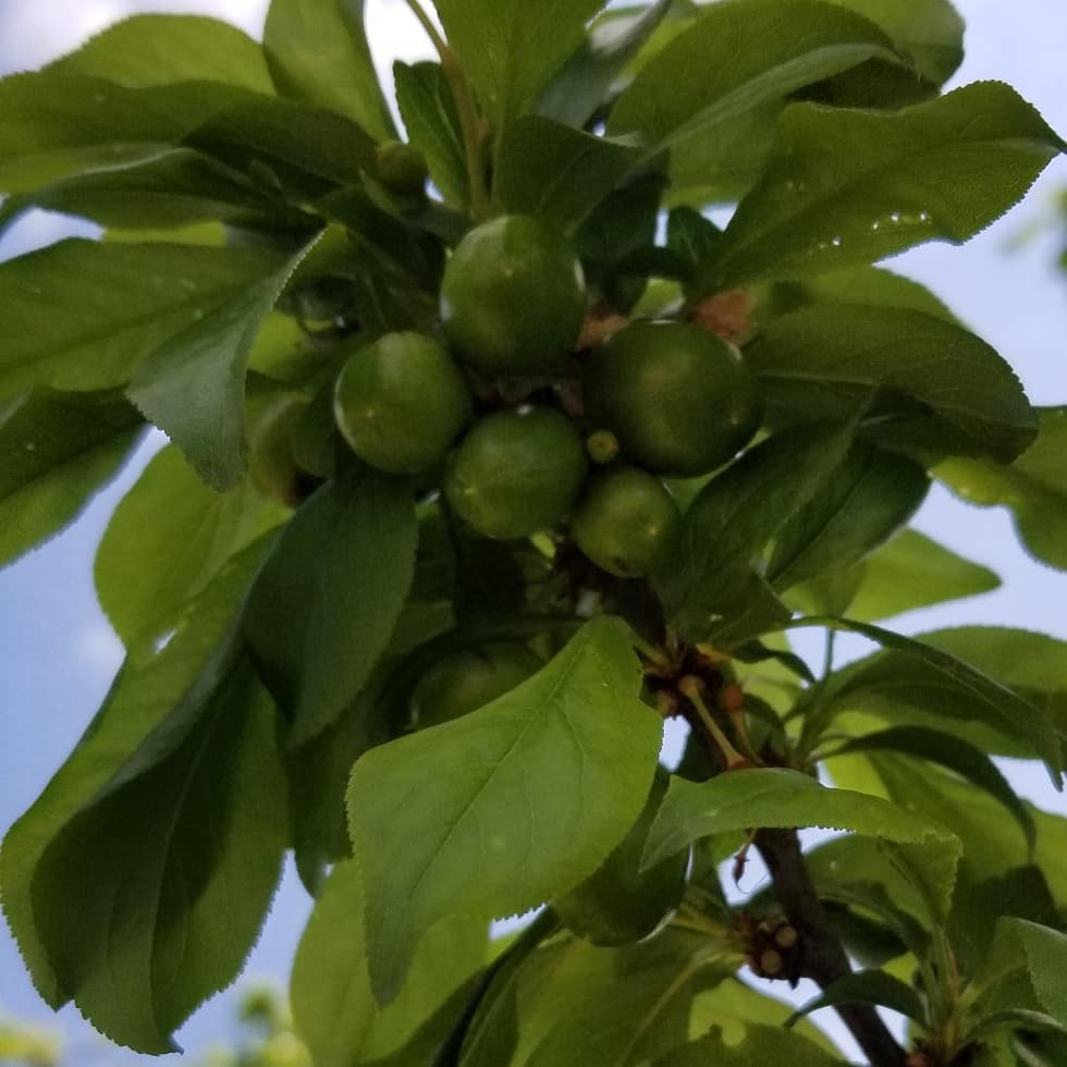 SimonianFruit's tweet photo. Black Kat plums growing large  &amp; ready to be thinned #SimonianFarming #SIMCO #SFC #TreeFruit #StoneFruit #FreshFruit #CaliforniaFruit #FresnoCounty #SanJoaquinValley #CentralValley #California #CAGrown #CaliforniaGrown #Fowler #Plums #CaliforniaPlums #BlackPlums #Plum https://t.co/xYbLbBaMmn