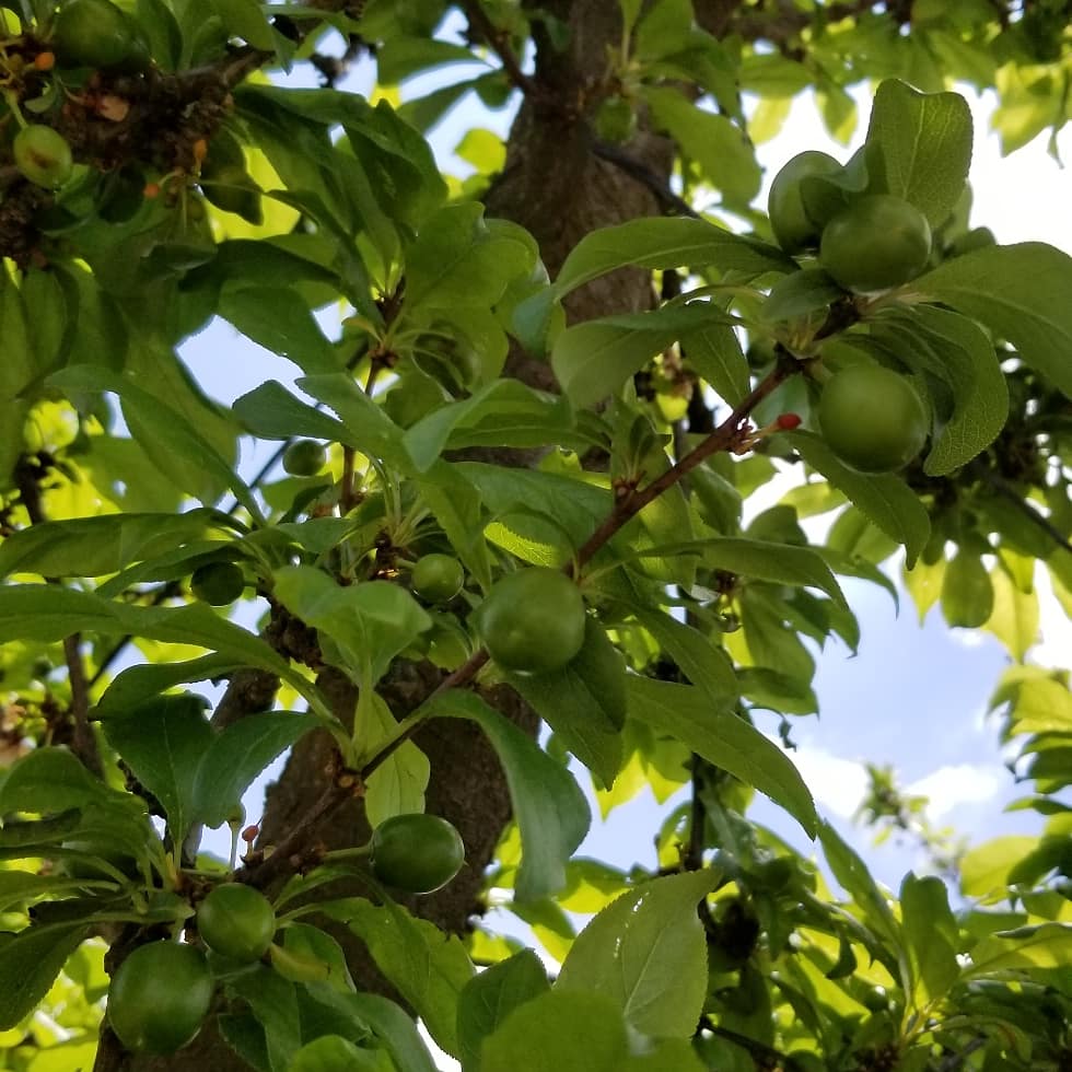 SimonianFruit's tweet photo. Black Kat plums growing large  &amp; ready to be thinned #SimonianFarming #SIMCO #SFC #TreeFruit #StoneFruit #FreshFruit #CaliforniaFruit #FresnoCounty #SanJoaquinValley #CentralValley #California #CAGrown #CaliforniaGrown #Fowler #Plums #CaliforniaPlums #BlackPlums #Plum https://t.co/xYbLbBaMmn