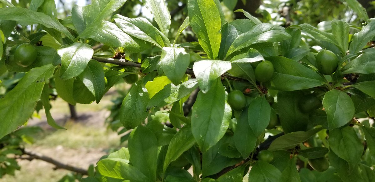 SimonianFruit's tweet photo. Black Kat plums growing large  &amp; ready to be thinned #SimonianFarming #SIMCO #SFC #TreeFruit #StoneFruit #FreshFruit #CaliforniaFruit #FresnoCounty #SanJoaquinValley #CentralValley #California #CAGrown #CaliforniaGrown #Fowler #Plums #CaliforniaPlums #BlackPlums #Plum https://t.co/xYbLbBaMmn