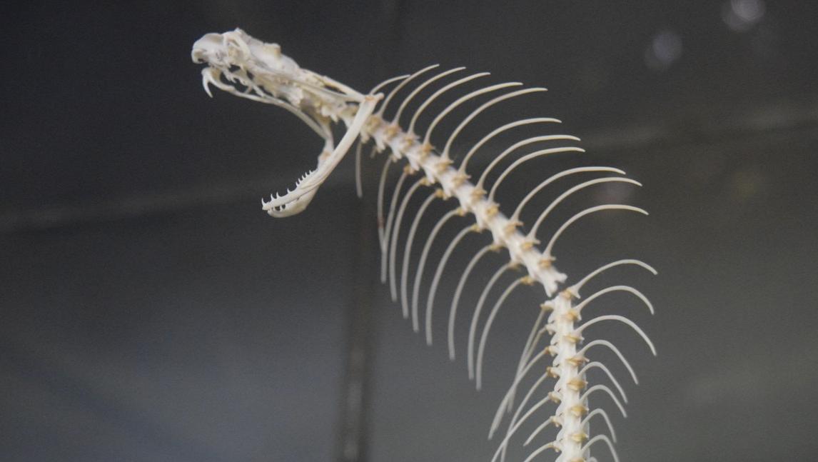 reptilegardens's tweet photo. Cobras raise their hoods by expanding their ribs. Somehow this skeleton of a cobra is every bit as intimidating as a live one. #snakeskeleton https://t.co/tABMYRjLq1