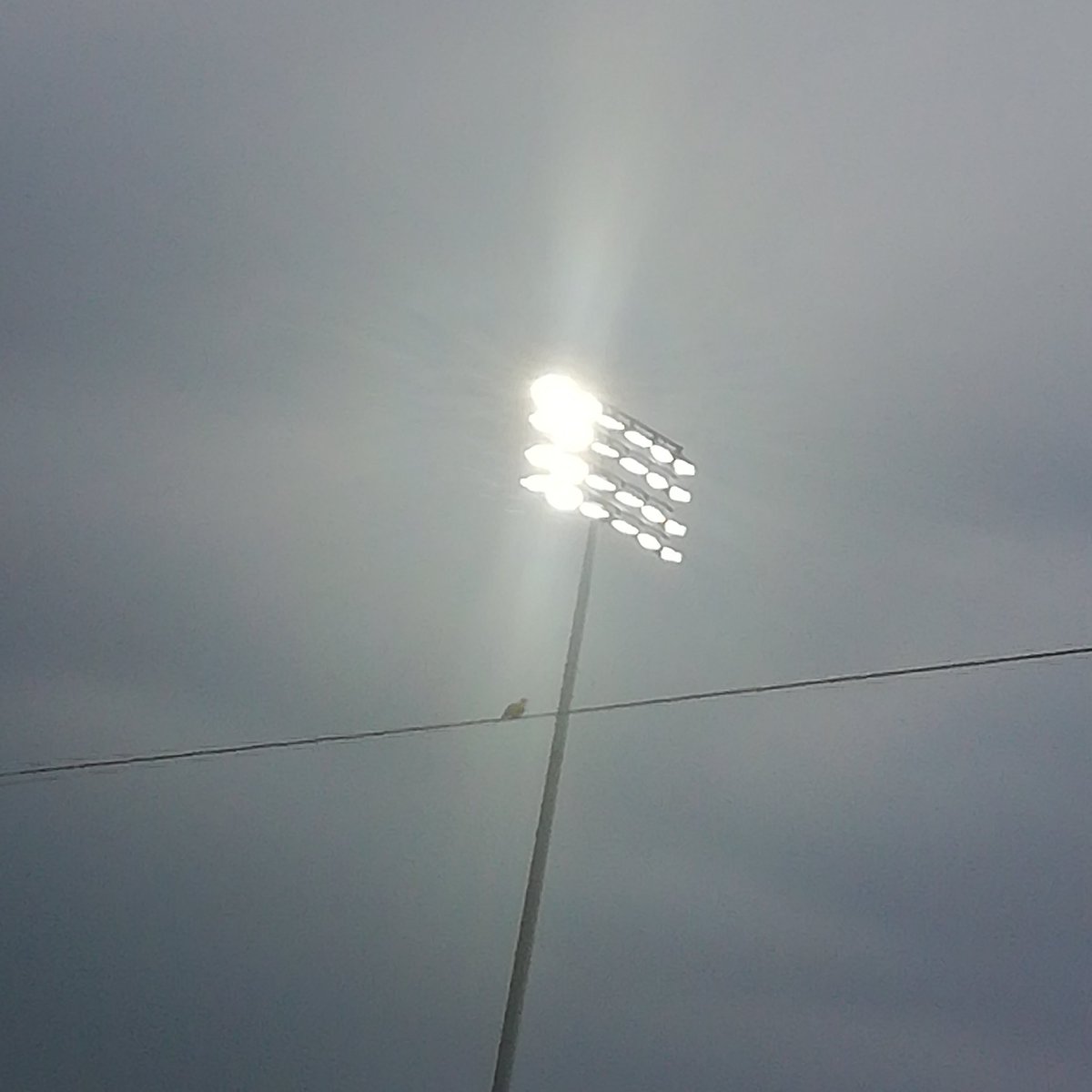 This bird didnt even pay for the baseball game #VEXWorlds #VEXworlds