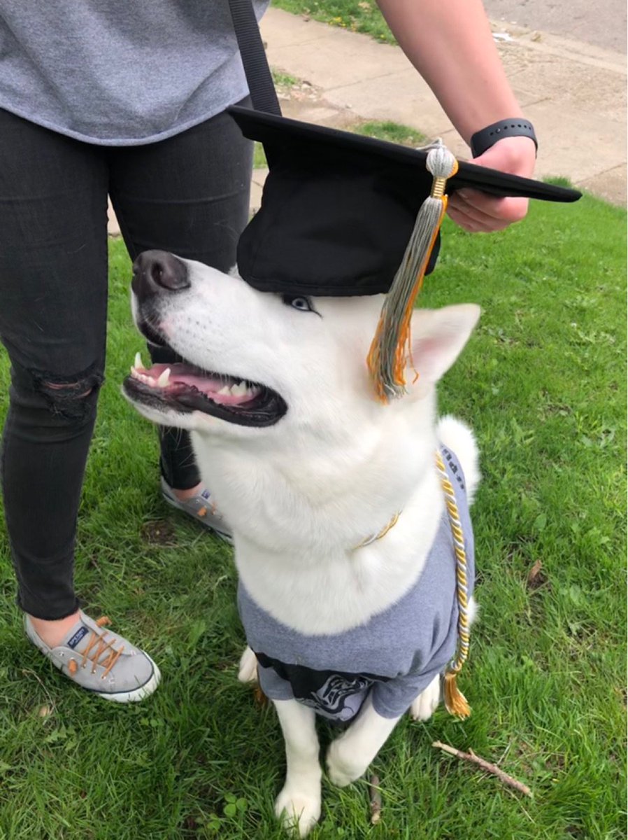 BoilerMB's tweet image. Meet Odin, a one year old husky who LOVES #PurdueMortarBoard and has already donated 5 treats and 3 puppy hugs to #PurdueDayofGiving.

Join Odin in helping us by donating here: ow.ly/oJb750rzx0y