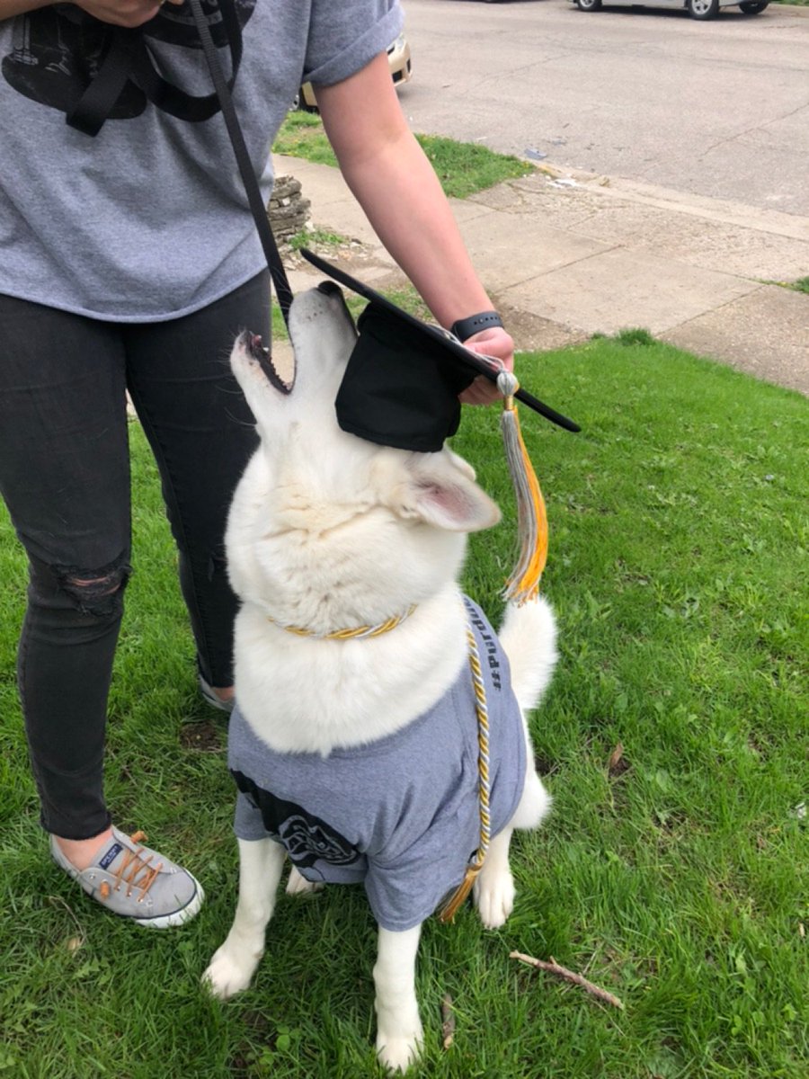 BoilerMB's tweet image. Meet Odin, a one year old husky who LOVES #PurdueMortarBoard and has already donated 5 treats and 3 puppy hugs to #PurdueDayofGiving.

Join Odin in helping us by donating here: ow.ly/oJb750rzx0y