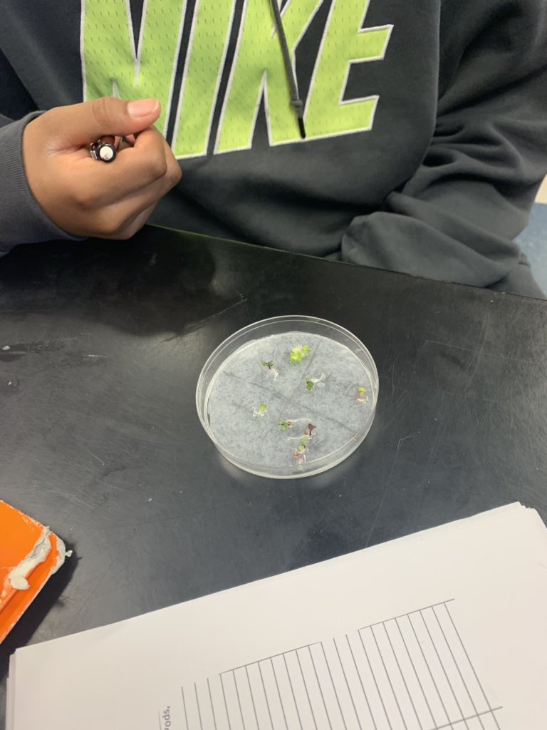 Kate_Chall's tweet photo. Fast plants, plant survey...‘‘tis the season for learning about plants in Life Science at TMS! #challscience #scienceisfun #PlantsSeeds #PlantScienceFascinatesMe https://t.co/0wuc2NMcbt