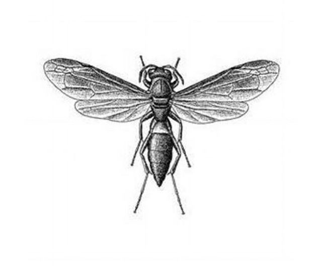 🍷Why the wasp!?! Join us for our complimentary Guest Winemaker Tasting with <a href="/jkcarrierewines/">J.K. Carriere Wines</a> this Saturday 4/27 from 4-6pm and find out! // We had an amazing team trip to visit Jim, Erin and the vineyard last summer and can’t wait to share these ✨ wi… bit.ly/2IKMm2P