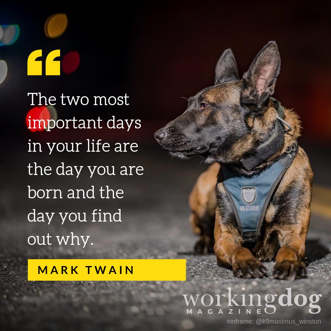 workingdogmag's tweet photo. What were you born to do?
#passion
#workingdogwednesday #workingdog #k9 #k9family #police #military #SAR #fire #firstresponders #k9unit #team #valor #respect #love #serve #protect #k9bond #thinblueline #workingdogworld #wdmag #thinlinemedia #TLM #WDM #workingdogmagazine https://t.co/Wg4VjQCLsm