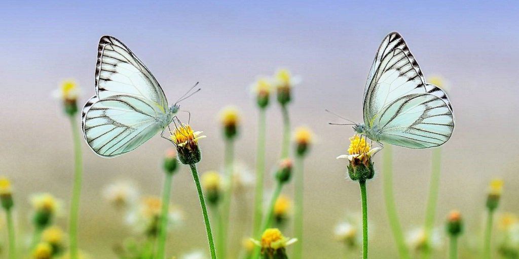 City Nature Challenge with theNAT