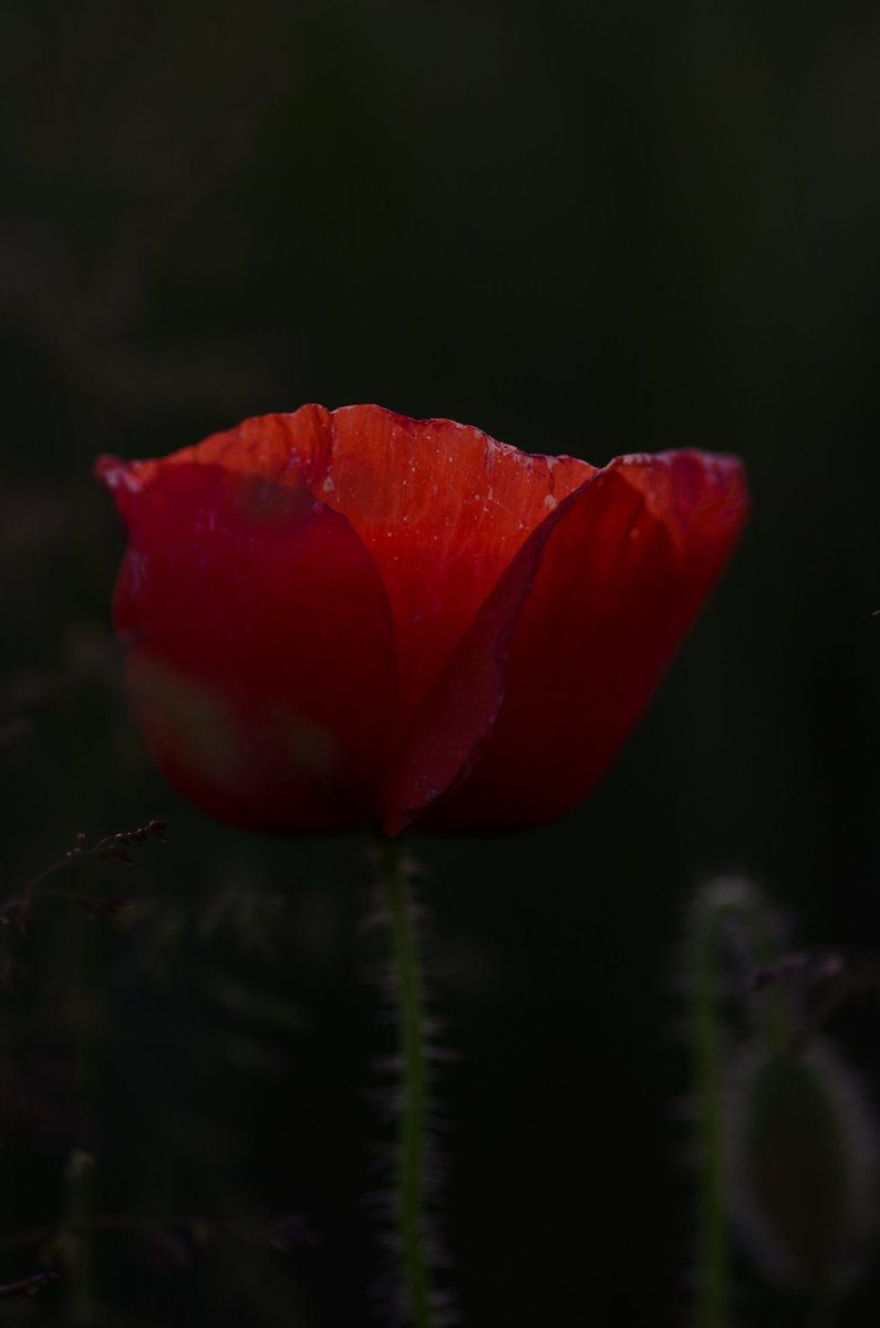 GenHxAustralia's tweet photo. Lest We Forget. 
#AnzacDay #ANZAC #Poppy #LestWeForget https://t.co/ZZRutw0F6f