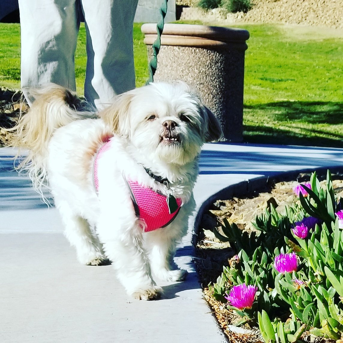 dayharrison's tweet photo. @CREMattSD @KentonHJohnson @MrsSarahMalcolm @jimfried @BullRealty @BarbiReuter @CoyDavidson @Michael_MBA @mbalexan @TheNewsFunnel Here is #Toodlebug! #CREdogs #CRE #CREMascot Color coordinated for spring, of course! https://t.co/tGDVezvQva