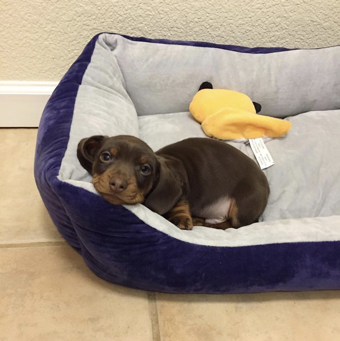 This is Louis. He just had a big dinner. Ready for bed now. Hoping you could tuck him in. 13/10 yes sir right away Louis