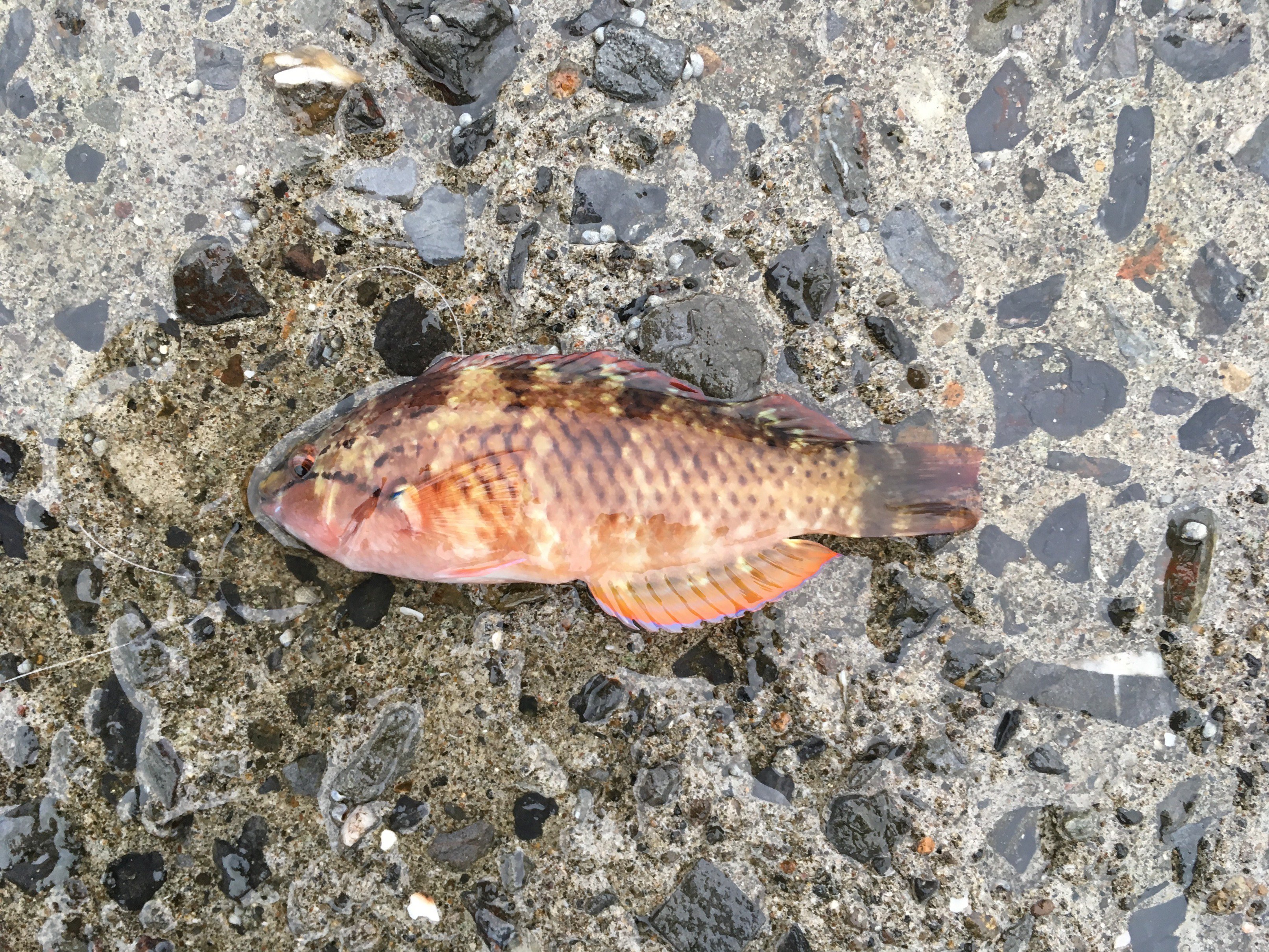 今日からマム ぱぱさんの釣り便り 好評 2名様だけだけど につき細々と続きます 今日も 小魚が遊んでくれました ベラを一匹トンビにとられました 小学生の日記みたい ᴗ よっちゃんイカをエサに穴釣り っていう動画を見て挑戦したけど