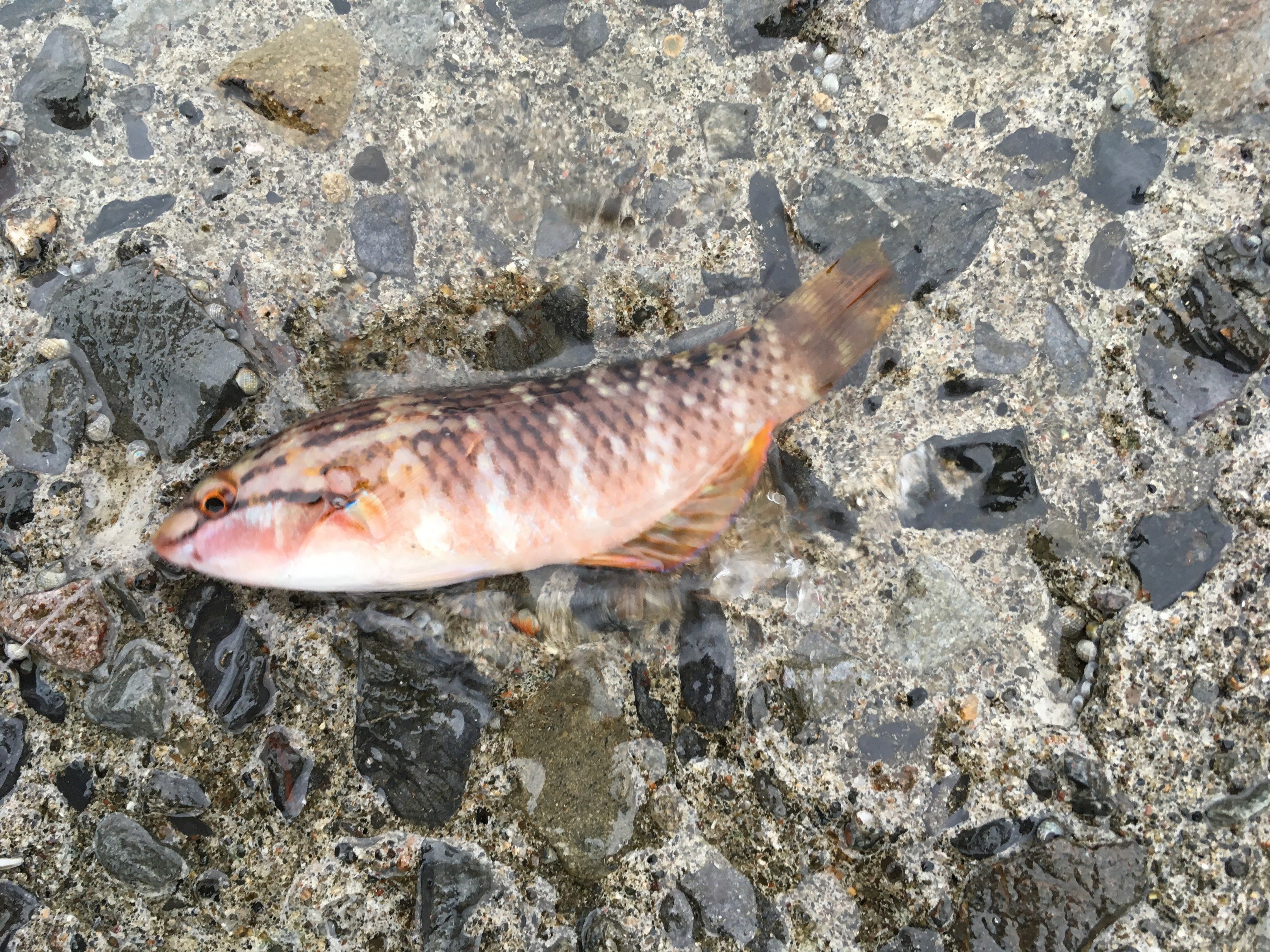 今日からマム ぱぱさんの釣り便り 好評 2名様だけだけど につき細々と続きます 今日も 小魚が遊んでくれました ベラを一匹トンビにとられました 小学生の日記みたい ᴗ よっちゃんイカをエサに穴釣り っていう動画を見て挑戦したけど