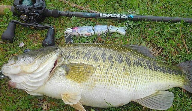 StCroix_Japan's tweet photo. Repost @kan_1016
今日は北湖 太め #バス釣り #セントクロイ #バスx #74HF #トビキチ #stcroixrods #stcroixjapan #bestrodsonearth #bassx https://t.co/xMt7VgT9I8 https://t.co/WJHcsqGTC0
