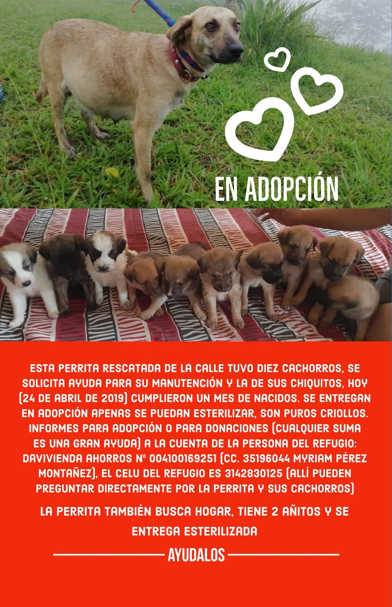 caroramirezquin's tweet photo. Me ayudan con RT? o buscandoles un hogar? 🐶 ❤️ https://t.co/1lyfLqPyjJ