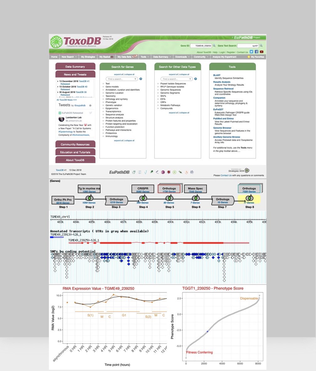 veupathdb's tweet image. Attending #ToxoVX? Don’t forget to register for the permeating #ToxoDB workshop - instructors @dsro5os @LouridoLab @saeijlab @KataAlvarez @omartheharb Register by April 28 workshop.eupathdb.org/Toxo19/applica…