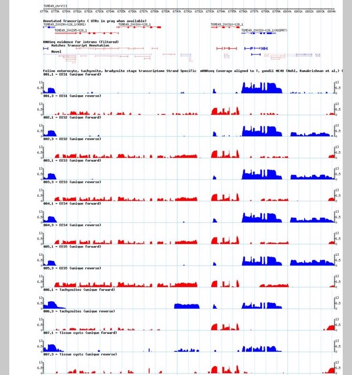 veupathdb's tweet image. Attending #ToxoVX? Don’t forget to register for the permeating #ToxoDB workshop - instructors @dsro5os @LouridoLab @saeijlab @KataAlvarez @omartheharb Register by April 28 workshop.eupathdb.org/Toxo19/applica…