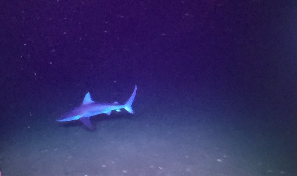 Megafauna visiting #rovjason this morning!  #deepsearch #sharks