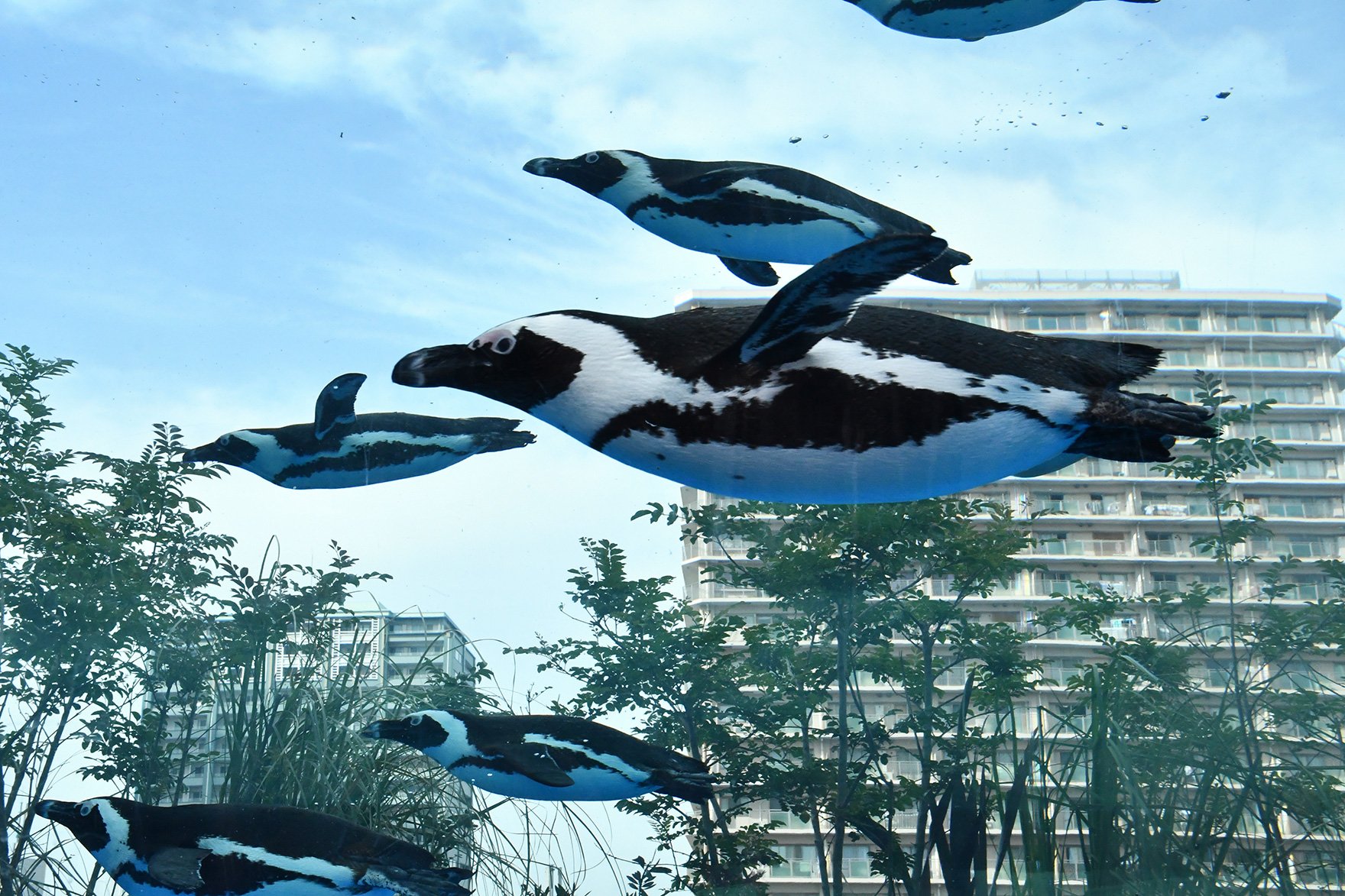 ニコンちゃん 今日は 世界ペンギンデー 空飛ぶ ペンギンちゃん ө サンシャイン水族館 天空のペンギン で 泳いでくるペンギン達が翼 を広げるときを狙って 高速連続撮影で撮った写真 ビルを背景に入れると 飛んでるようにみえるね Gw 水族館