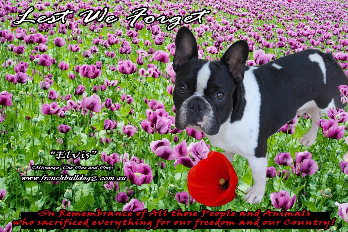 Elvis_Frenchie's tweet photo. Least We Forget. Thousands of animals have given their lives for their humans in wars. Never forget the Men, Women and animals who made the ultimate sacrifice. #anzac #war #animals #elvis_frenchie #frenchbulldog #leastweforget #neverforget #australia #newzealand #ww1 https://t.co/ZcNreUhlGS