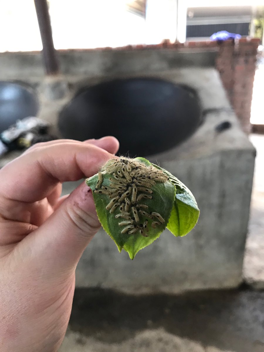 Heard you like organic tea