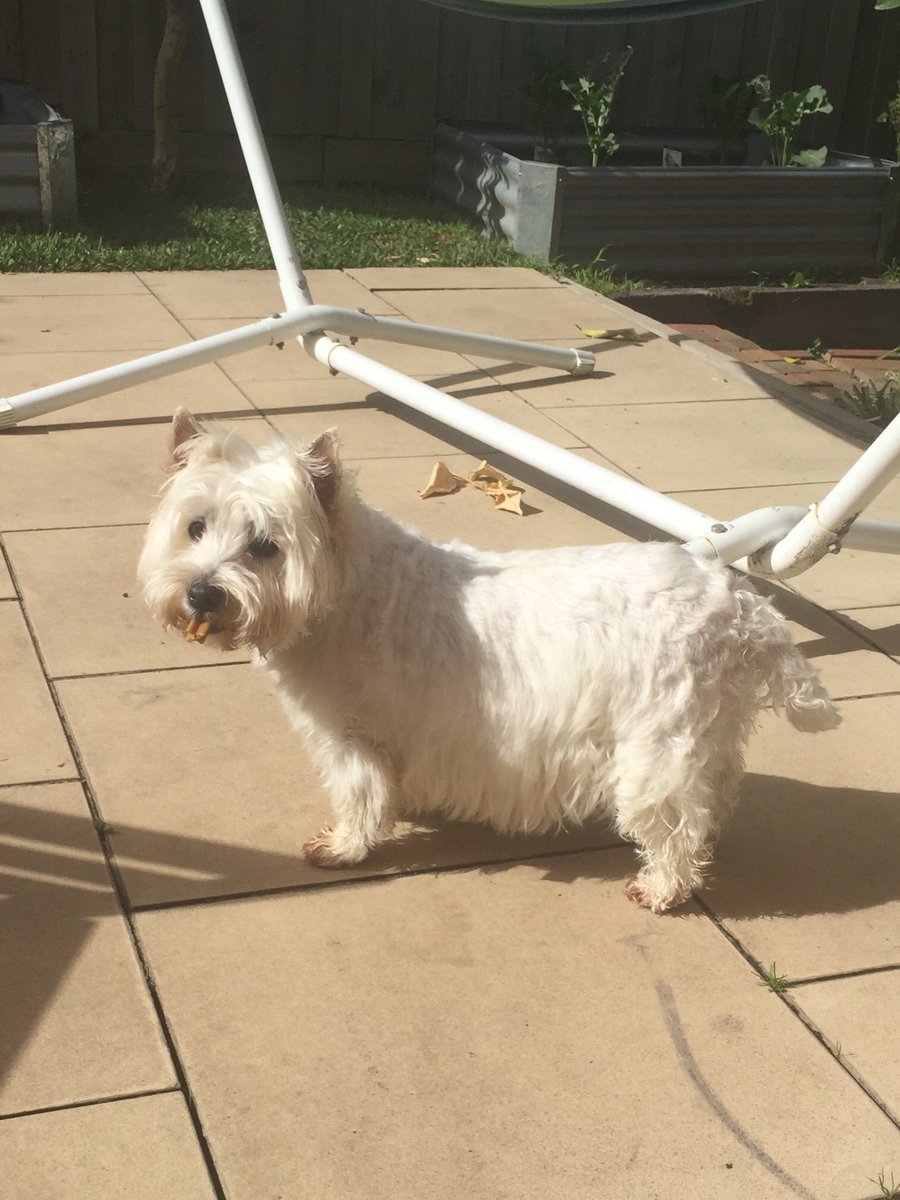 1puppy_Dogs's tweet photo. Got me cigar https://t.co/gtFHXvD1aE