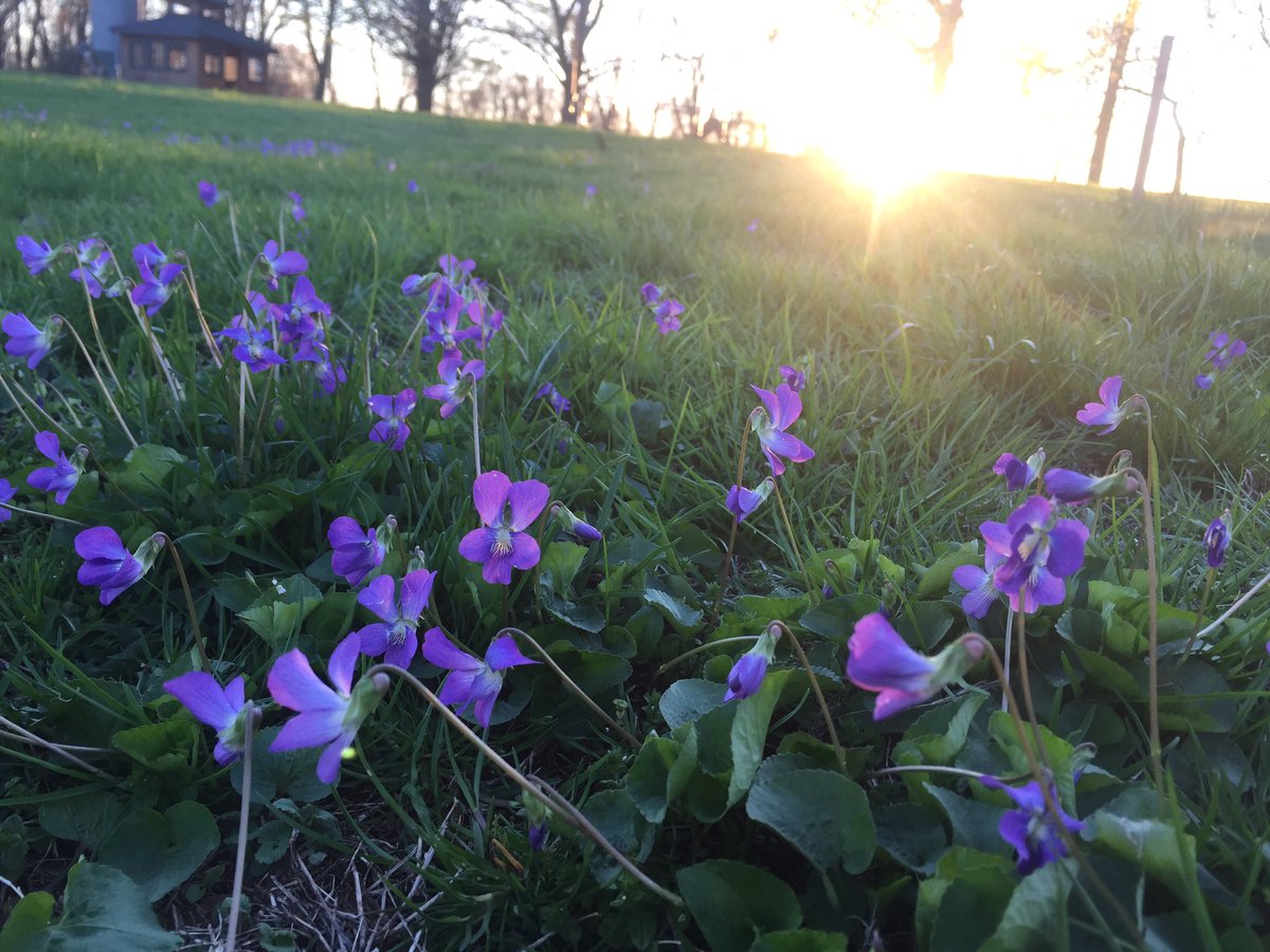 gillianKelley2's tweet photo. These violets are so beautiful. #commonviolets #violets https://t.co/nwzxOCa6G8