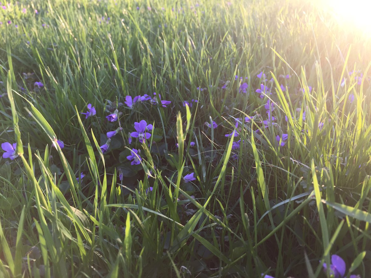 gillianKelley2's tweet photo. These violets are so beautiful. #commonviolets #violets https://t.co/nwzxOCa6G8