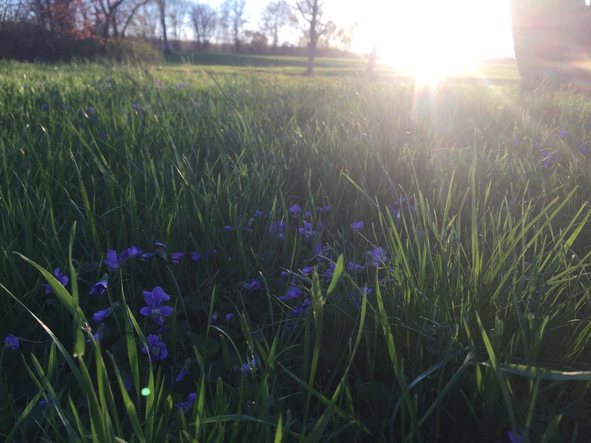 gillianKelley2's tweet photo. These violets are so beautiful. #commonviolets #violets https://t.co/nwzxOCa6G8