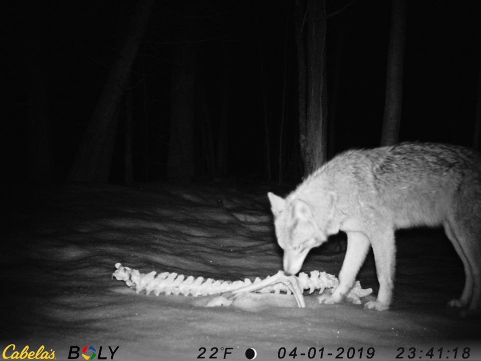 Bolymedia's tweet photo. Nice shots! Sharing from #JustinHoffman, thanks!
#trailcamera #gamecamera #bolycamera https://t.co/41LA7l2m5G