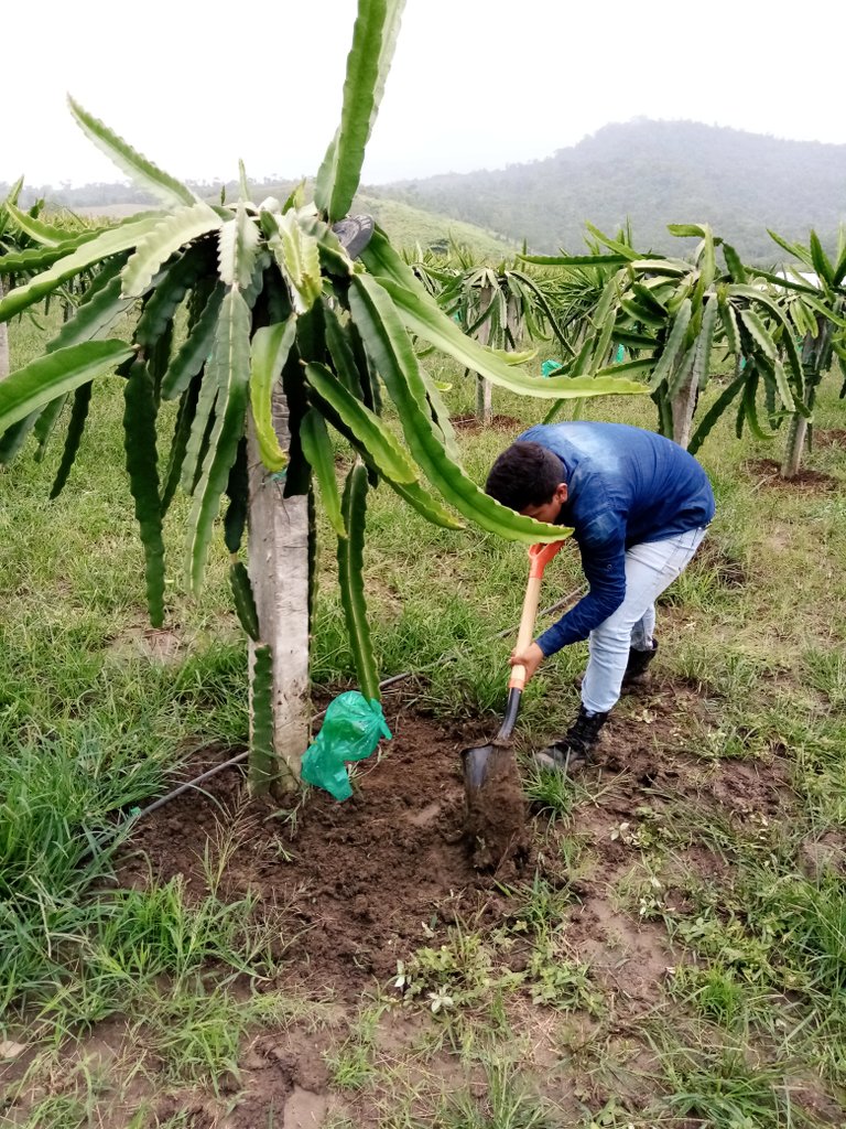 JORGE_ZA2000's tweet photo. Soy estudiante de 2 semestre de la prestigiosa institución como lo es el  itspem Practicas preprofesionales en 24 de mayo en la finca saeteros del futo de la  pitahayas muy cheveree cada día se aprende de cosas nuevas y te sientes más orgulloso de ti para seguirte preparando 🌿👨‍🌾 https://t.co/DxE0b2uHke