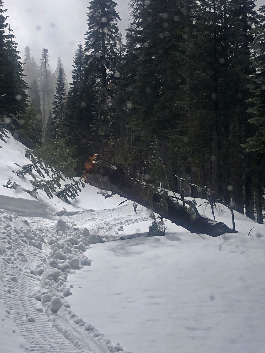 Snowy landscape with fallen tree and snowcat tracks