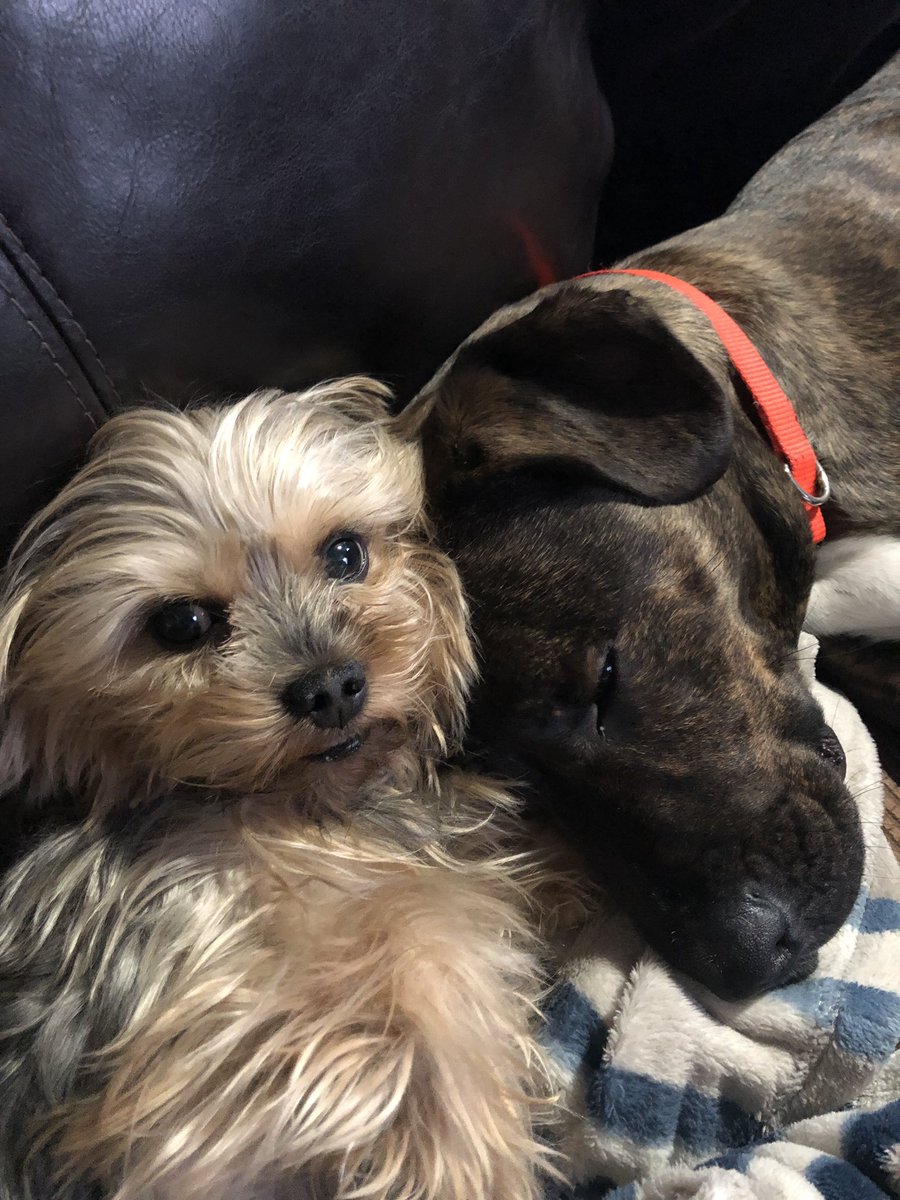 They really do love each other... occasionally 🤷🏼‍♀️ #dogmom #yorkie #boxerlab #rufflife