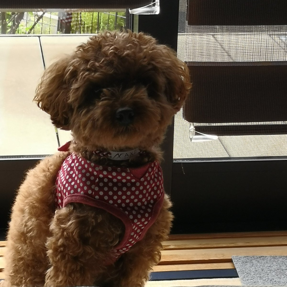 jhnctR2uTsK2zRj's tweet image. ついに犬もアクセスベルガードか！首に注目👀
犬にも効果あるんかね？
#アクセフベルガード
#AXF
#AXFx Belgard
#Belgard