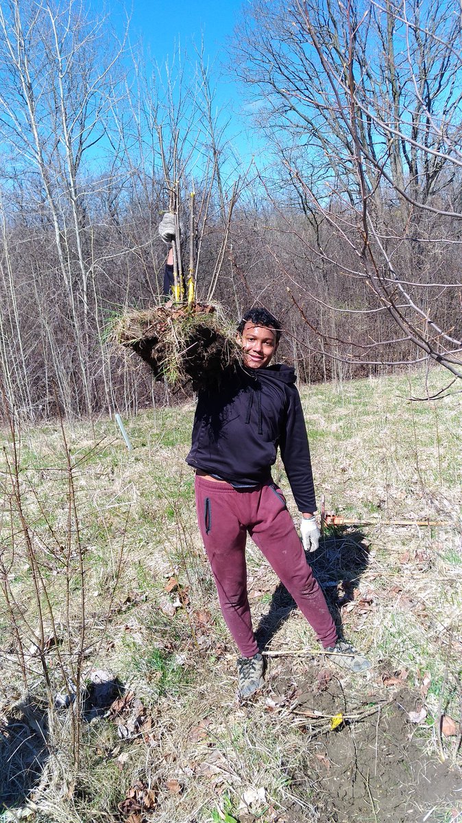 It was an attack the buckthorn kind of day HELP Env Leaders @LaurierSS @WestminsterPondsESA assisting @rfldn ReForest London prepping the he Celebration Forest! @TVDSBGlobal We 💚 trees well....not buckthorn!