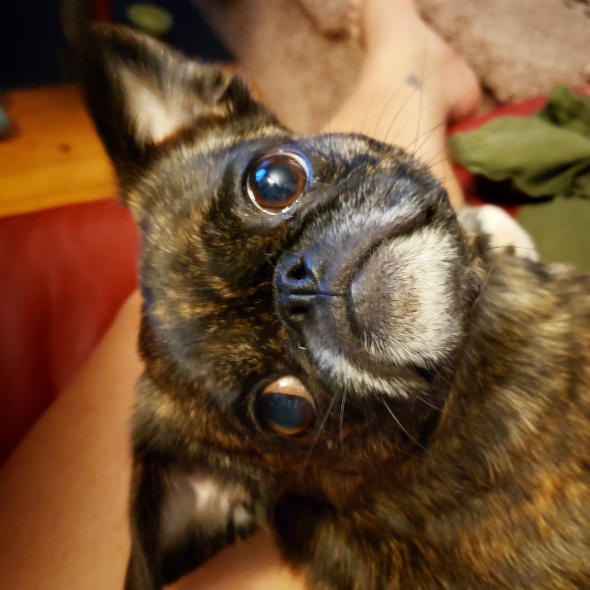 funaek's tweet photo. Was trying to figure out why my laptop wasn't working & finally realized that Monkey had turned on airplane mode when she tried stealing a bottle cap I'd placed there. #monkadoodledoo #troublemakermonkey #sorrynotsorry https://t.co/B5YmVOpCun