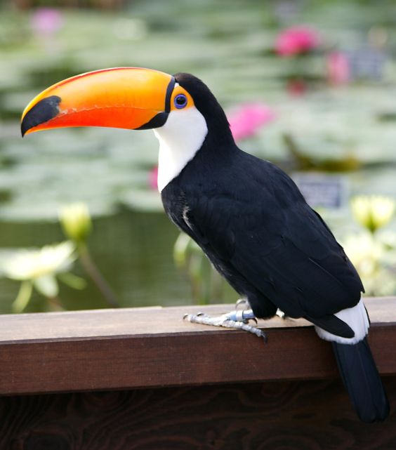 世界の驚くべき生き物たち スマホケース販売中 No Twitter カラフルで巨大なクチバシを持つ鳥 オオハシ その骨格が驚異的 世界の驚くべき生き物たち スマホケース販売中 No Twitter カラフルで巨大なクチバシを持つ鳥 オオハシ その骨格が驚異的