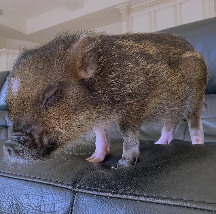 ARIANA_j26's tweet photo. 最近見ないなあ😔🐷 https://t.co/RTZQHVF2iO